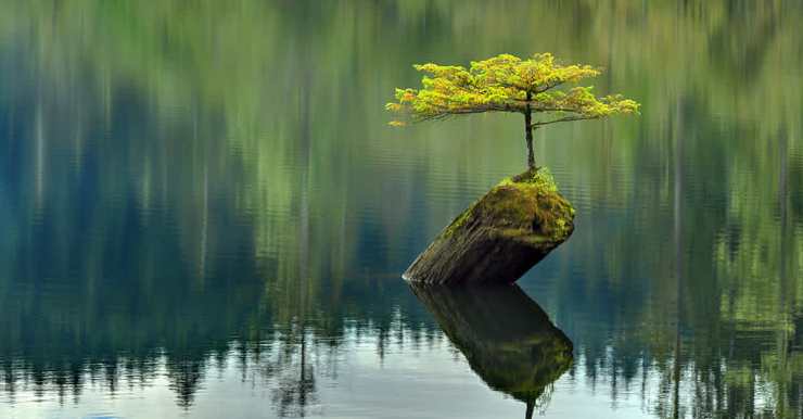 resilient tree